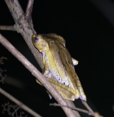 Polypedates otilophus