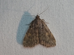 Idia aemula