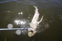 Acipenser transmontanus