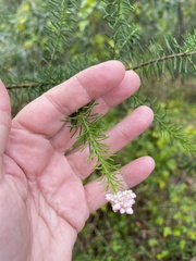 Ozothamnus