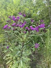Vernonia