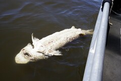 Acipenser transmontanus