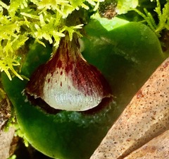 Corybas incurvus