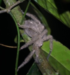 Heteropoda