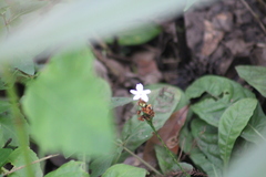 Elytraria caroliniensis