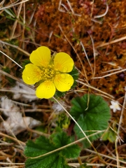 Geum calthifolium