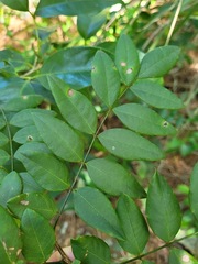 Indigofera venulosa