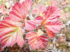 Rubus chamaemorus