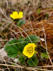 Geum calthifolium
