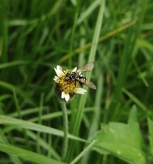 Triepeolus