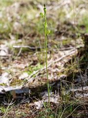 Pterostylis