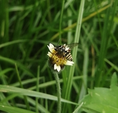 Triepeolus
