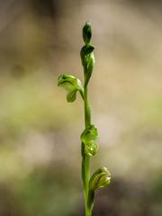 Pterostylis