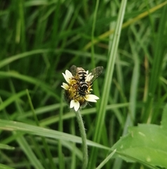 Triepeolus