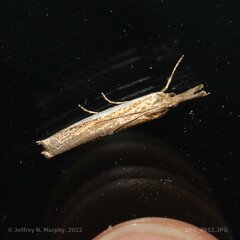 Crambus leachellus