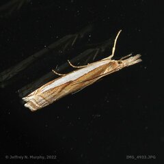 Crambus leachellus