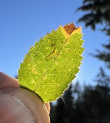 Stigmella anomalella