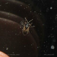 Lygaeoidea