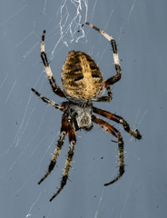 Neoscona domiciliorum