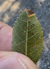 Stigmella anomalella