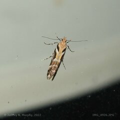 Aristotelia roseosuffusella