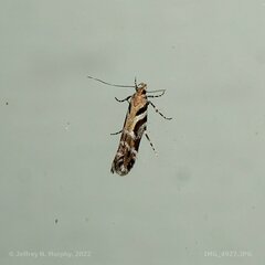 Aristotelia roseosuffusella