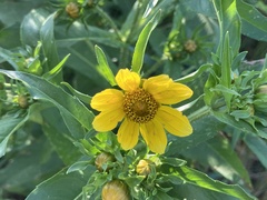 Bidens cernua