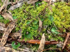 Corybas incurvus