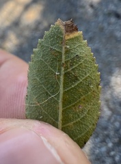 Stigmella anomalella