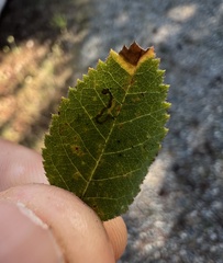 Stigmella anomalella