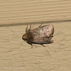 Amphipyra tragopoginis