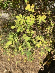 Stigmella anomalella