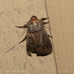 Amphipyra tragopoginis