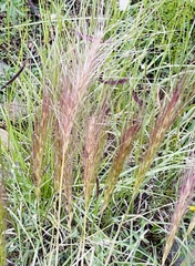 Elymus elymoides
