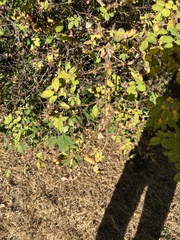 Stigmella anomalella