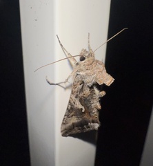Autographa californica