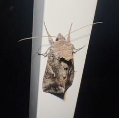 Autographa californica