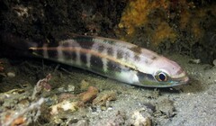 Pentapodus paradiseus