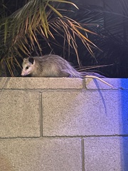 Didelphis virginiana