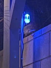 Didelphis virginiana