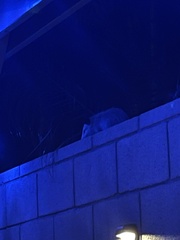 Didelphis virginiana