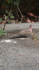 Streptopelia senegalensis