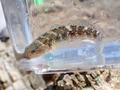 Chaenogobius annularis