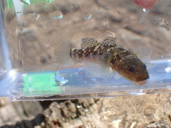 Chaenogobius annularis