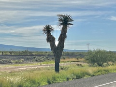 Yucca faxoniana
