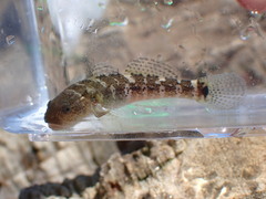 Chaenogobius annularis