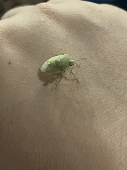 Chlorochroa uhleri