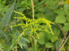 Solidago