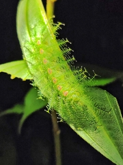 Tanaecia iapis