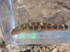 Chaenogobius annularis